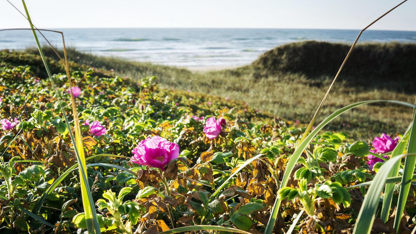 Nature-based coastal protection